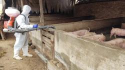 Senasa realiza simulacro de prevención por Peste Porcina Africana
