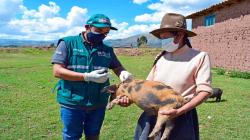 Senasa vacunará a 2.517.97 cerdos contra Peste Porcina Clásica en 15 regiones del país