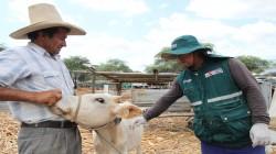 Senasa vacunará a 261.754 cabezas de ganado en 16 regiones del país