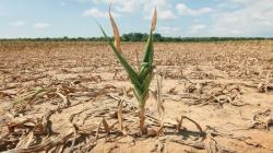 Sequía amenaza los fértiles campos del Cono Sur de América