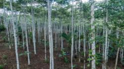 Serfor registra más de 88 mil hectáreas de plantaciones forestales