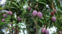 “Si hay un Niño Global se exportará mango desde Perú sólo vía aérea, porque vía marítima se complicaría"