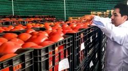 Tacna fortalece la exportación de tomate mediante certificación fitosanitaria con Chile