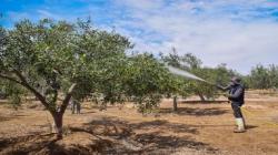 Tacna: piden declarar en emergencia a la producción de olivo afectada por la ola de calor
