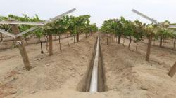 Tecnología agrícola: 95% de eficiencia con riego presurizado