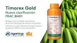 Timorex Gold previene y controla el Fusarium oxysporum R4T en banano