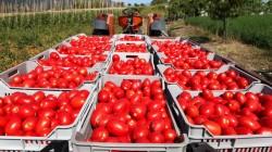 Tomate peruano llegó a 14 países en septiembre de este año