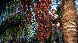 Ucayali: promueven acceso de productores a programa de apoyo financiero Fondo Agroperú