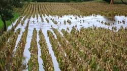 Un bajo porcentaje de agricultores en el Perú accede al seguro ante catástrofes