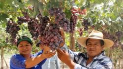 Uva de mesa 2026/27: El éxito depende de la precisión hídrica y la lectura climática anticipada