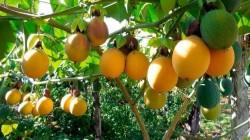 Valor total de la producción peruana de pasifloras alcanzó los S/ 250 millones en 2025