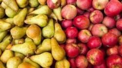 Wapa: producción de manzanas del hemisferio sur crecería 5.5% respecto a 2024