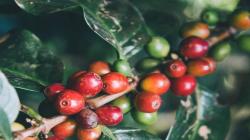 WCR lanza red mundial de mejoramiento de café