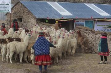 Bajas temperaturas en Perú ponen en peligro al 40% del ganado