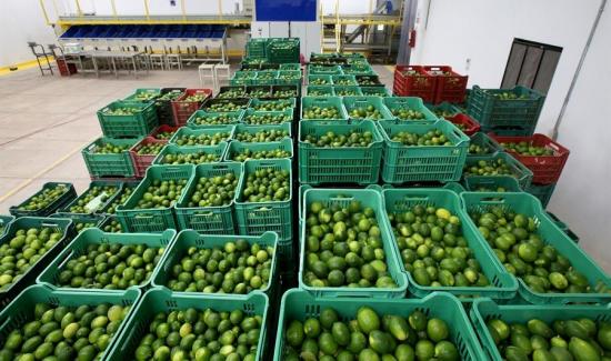 Perú exportó 40.378 toneladas de limón fresco por US$ 36 millones