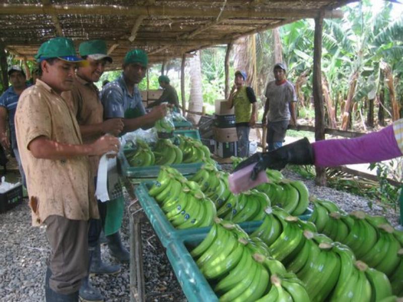 'PRODUCTORES DE BANANO DEBEN ERRADICAR MALAS PRÁCTICAS AGRÍCOLAS'