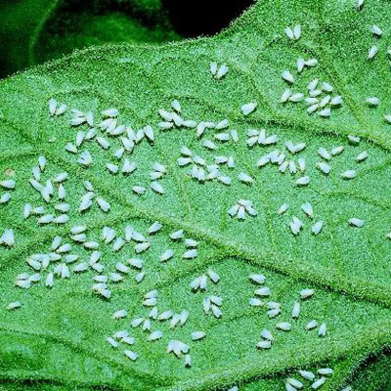 MOSCA BLANCA AMENAZA LA PRODUCCIÓN DE OLIVOS