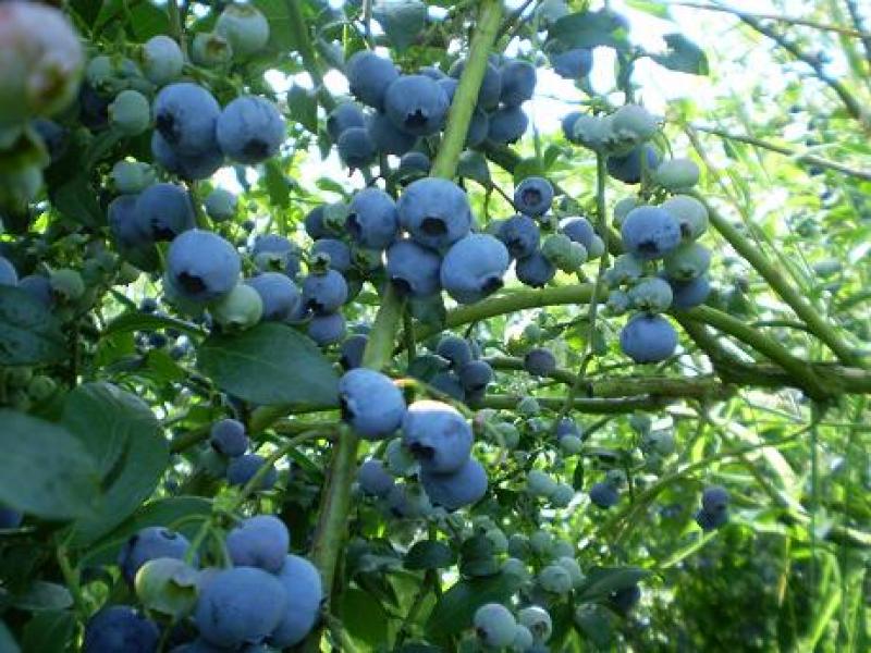 “BERRIES CONSTITUYEN UNA INTERESANTE APUESTA PARA EXPORTACIONES”