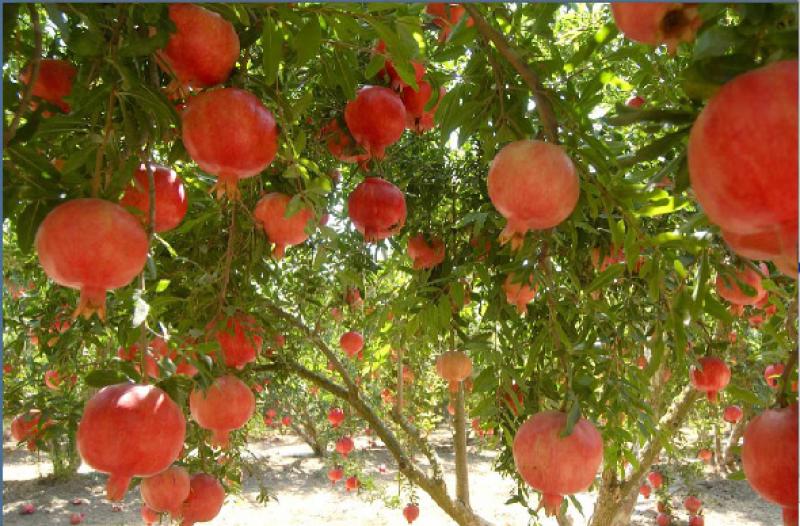 “NO DEBE SEMBRARSE GRANDES ÁREAS DE GRANADA”