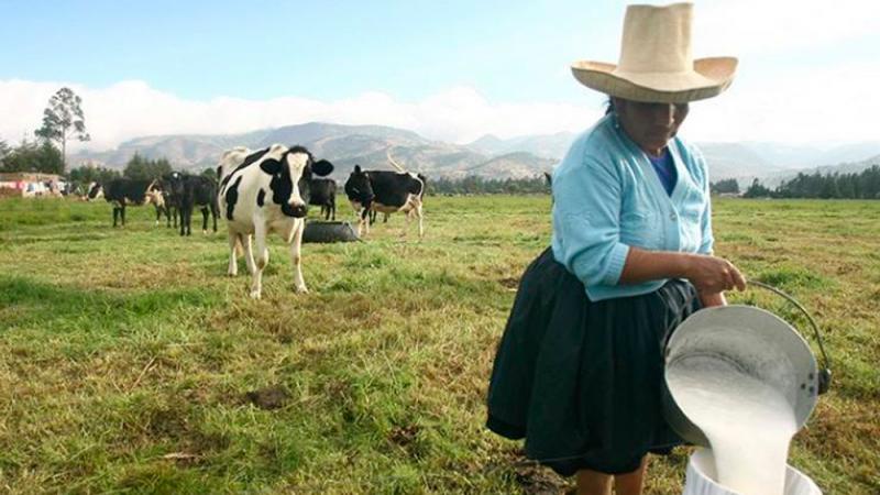 1.8 millones de familias ganaderas son excluidas del FAE Agrario