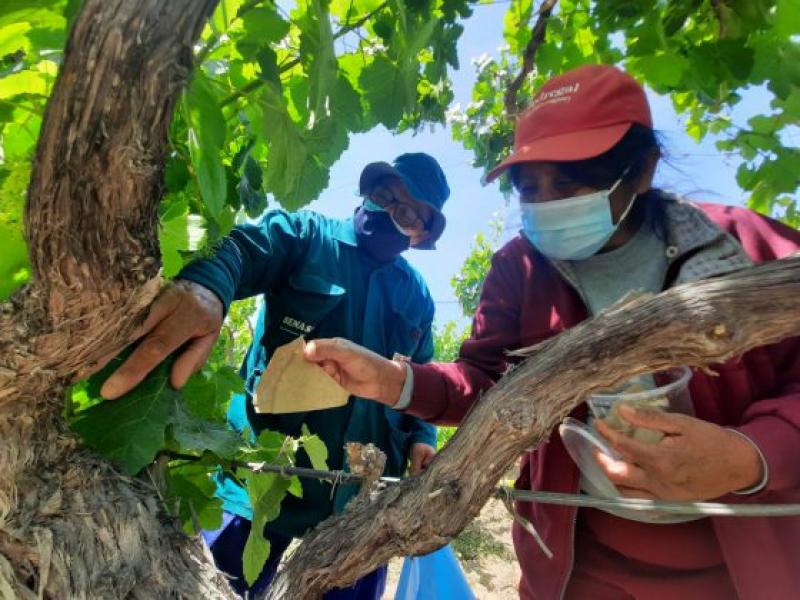 11.652 hectáreas de cultivos utilizan controladores biológicos en Ica