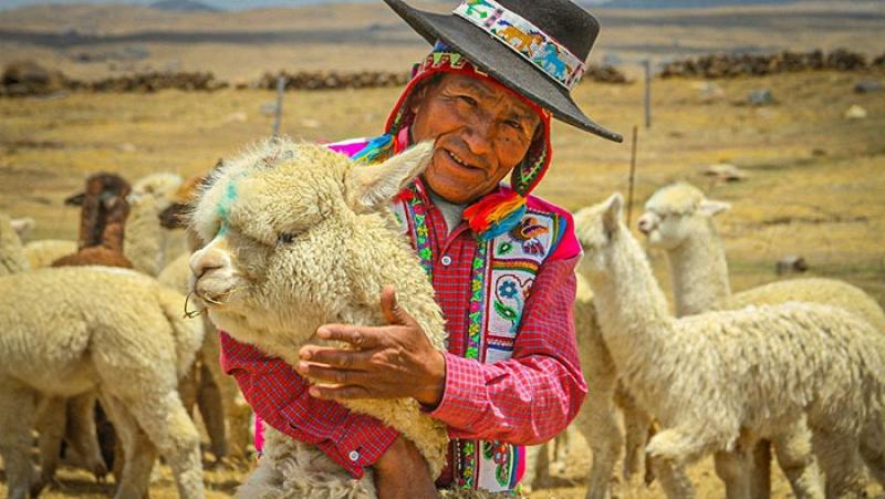 19 organizaciones de camélidos recibieron créditos por  S/ 3.1 millones por parte de Agrobanco