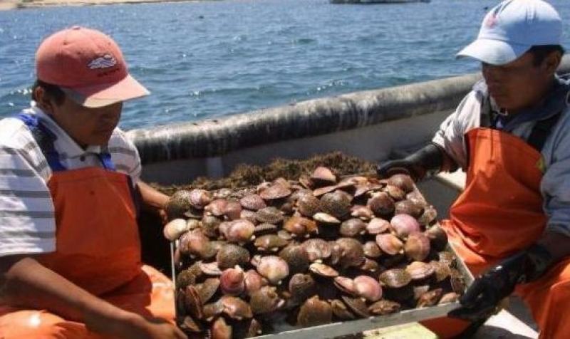 2.500 maricultores participan en la revaluación sanitaria de la bahía de Sechura, lo que les permitirá seguir exportando a mercados internacionales