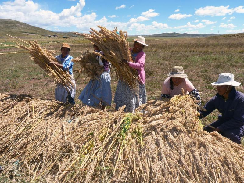 20 países confirman su presencia en próximo Congreso Mundial de la Quinua  en Puno