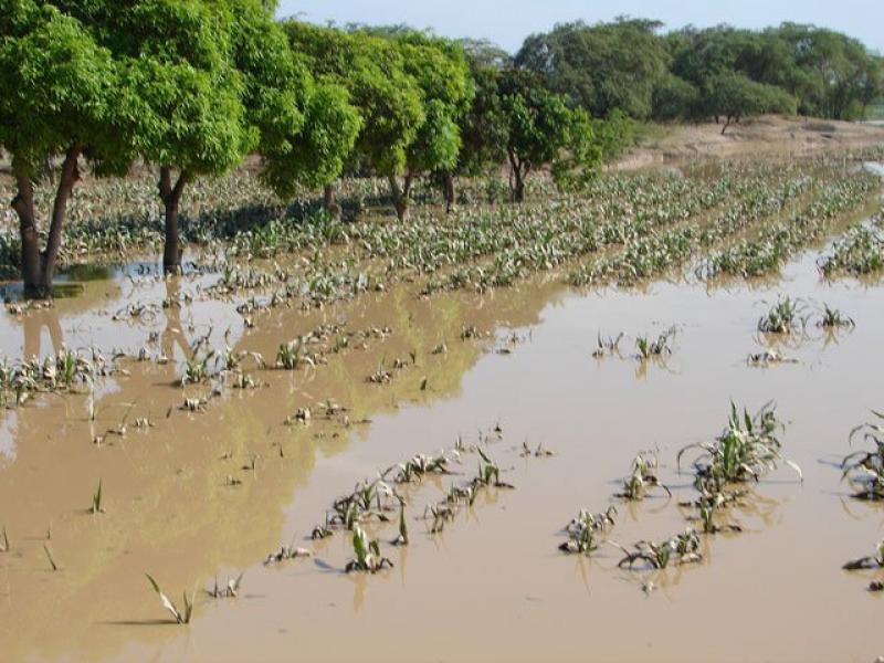 28 HECTÁREAS INSTALADAS EN LA COSTA LIBERTEÑA  FUERON AFECTADAS POR LLUVIAS