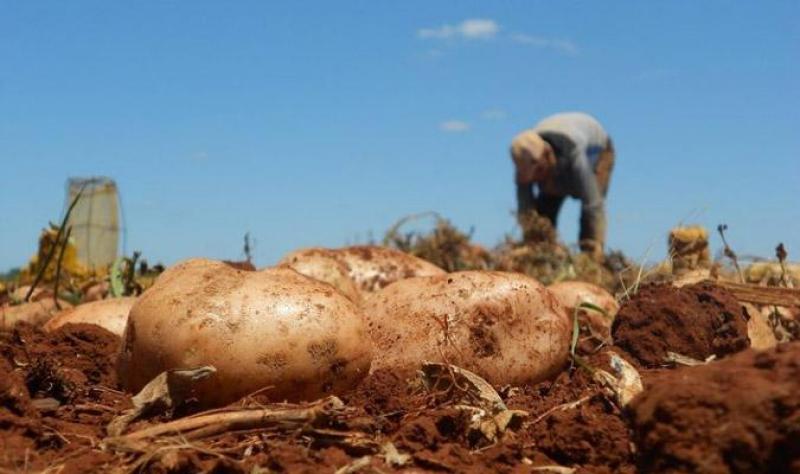 30 mil familias dependen de la producción de papas nativas