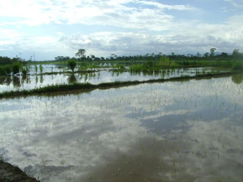 4 MIL 666 HECTÁREAS DE CULTIVOS DE ARROZ EN RIESGO POR DESBORDES