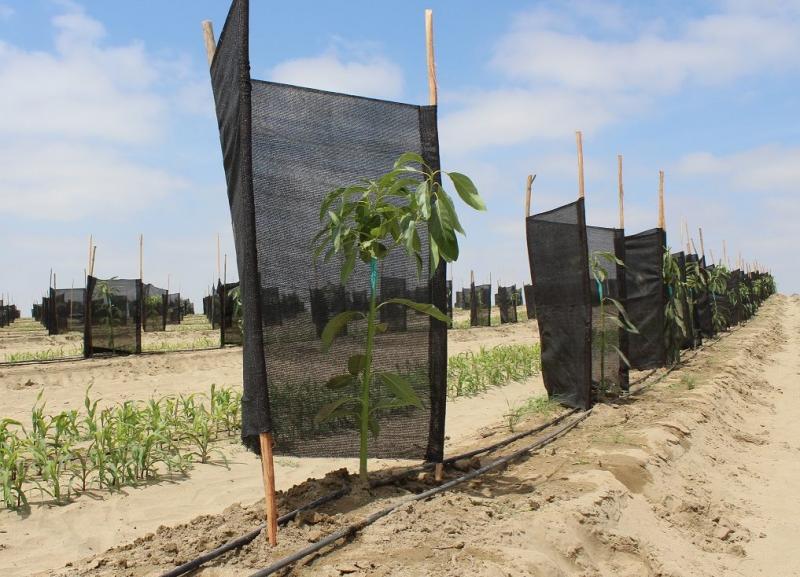 50% DE LAS TIERRAS DEL PROYECTO DE IRRIGACIÓN OLMOS SE ENCUENTRAN HABILITADAS PARA SEMBRAR