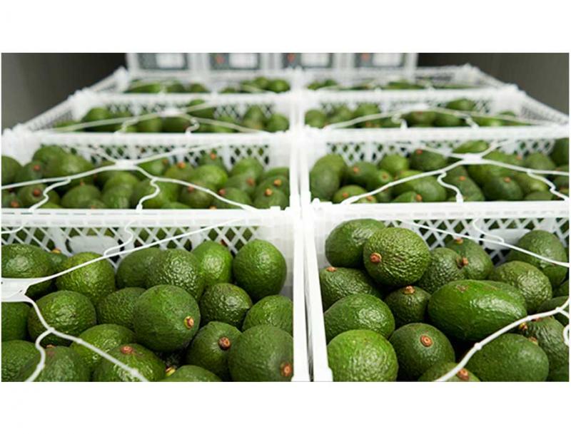 A finales de esta década el aguacate será la segunda fruta tropical más comercializada en el mundo, después de las bananas