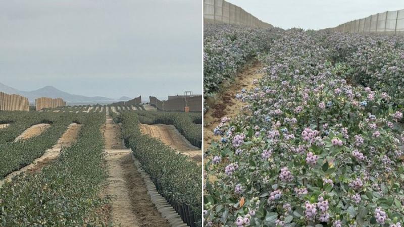 "A finales de octubre, Perú ocupará una posición dominante en el mercado del arándano"