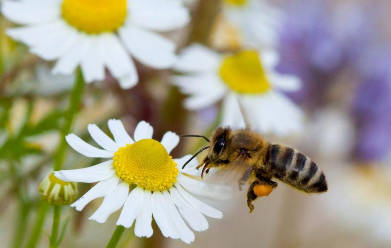 Abejas urbanas enfrentan déficit de flores