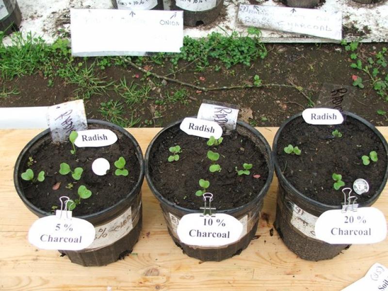 ACCA: AUMENTANDO LA PRODUCTIVIDAD DE LA TIERRA CON BIOCARBÓN