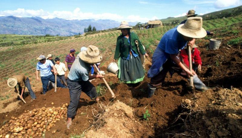 Acceso a mercados y oportunidad de financiamiento son los retos más importantes de la agricultura familiar en Latinoamérica