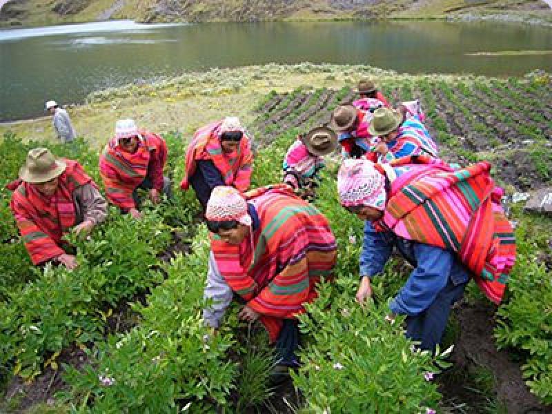 ACTIVIDAD AGRÍCOLA CRECIÓ 9,7% EN MAYO 