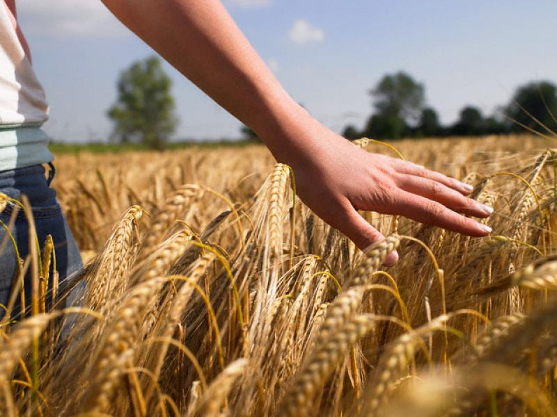 ACUERDO EN LA UE DETERMINARÁ PRECIOS DE LOS COMMODITIES