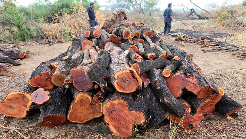 ADEX: EN OFICINAS FORESTALES REGIONALES SE ‘LAVA’ MADERA DE TALA ILEGAL