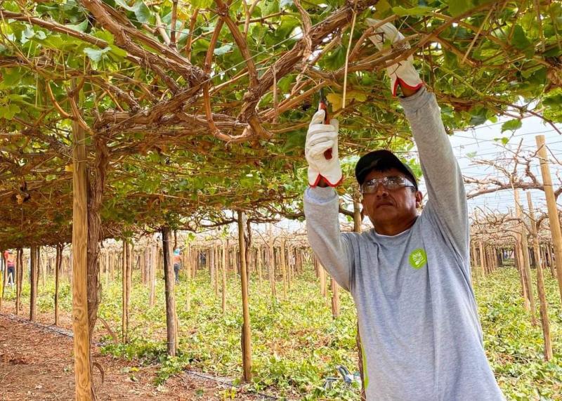 Agrícola Andrea empezó su temporada de poda en fundos de Pisco e Ica