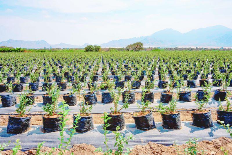 Agrícola Cayaltí apuesta por la agroexportación 