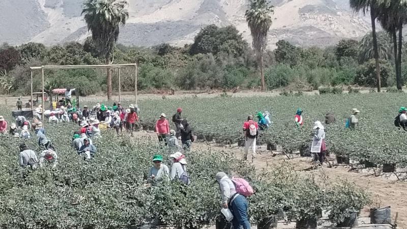 Agrícola Cayaltí cultiva 2.000 hectáreas de productos de agroexportación en el valle de Zaña