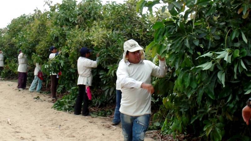 Agrícola Cerro Prieto exportaría 34.000 toneladas de palta Hass este año