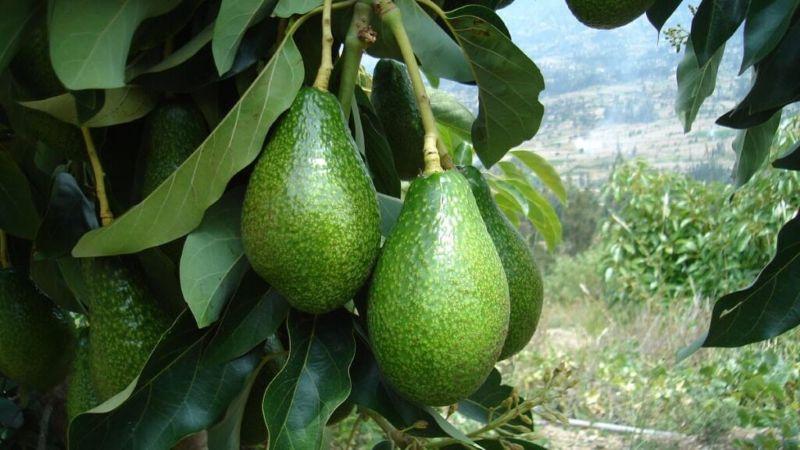 Agrícola Cerro Prieto exportó más de 50.000 toneladas de palta