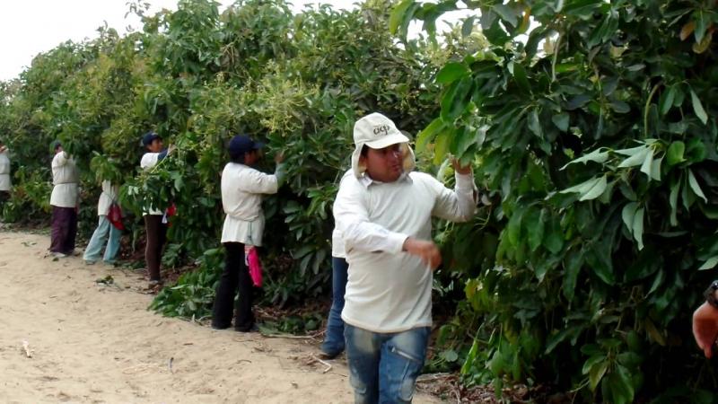 Agrícola Cerro Prieto instalará 200 hectáreas de palta Hass a inicios del 2018