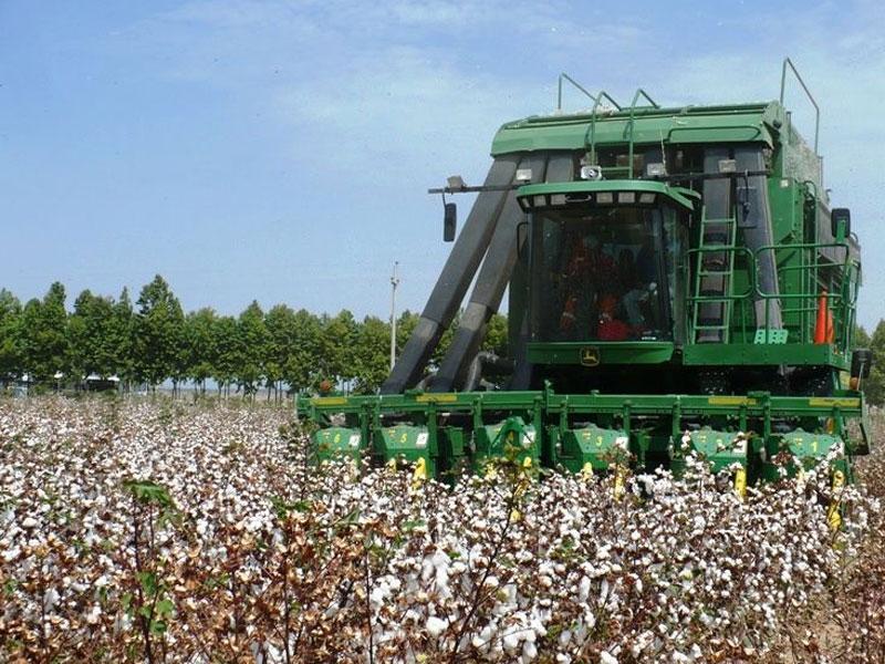 AGRÍCOLA CERRO PRIETO PRODUCIRÍA 78 MIL QUINTALES RAMA DE ALGODÓN