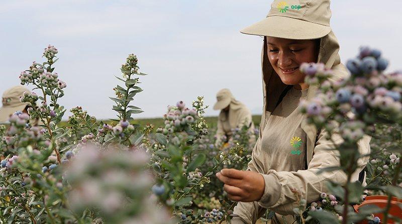 Agrícola Cerro Prieto viene probando nuevas variedades de arándanos que tengan mayor vida en anaquel