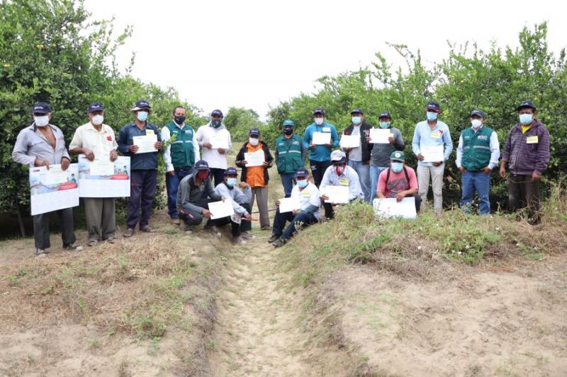 Agricultores de Insculás potenciaron su producción de limón sutil con Escuelas de Campo