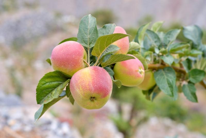 AGRICULTORES DE MANZANA DE CAÑETE ELABORARÁN PRODUCTOS CON VALOR AGREGADO